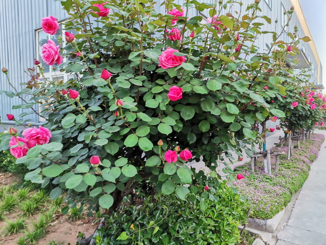 河南路友機械院內鮮花開(kāi)放